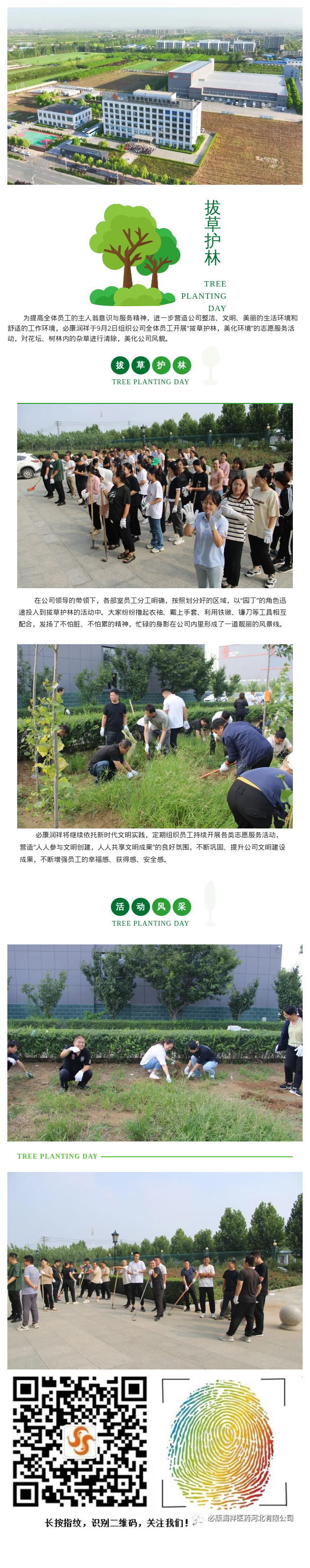伟德国际“拔草护林”，我们在行动！